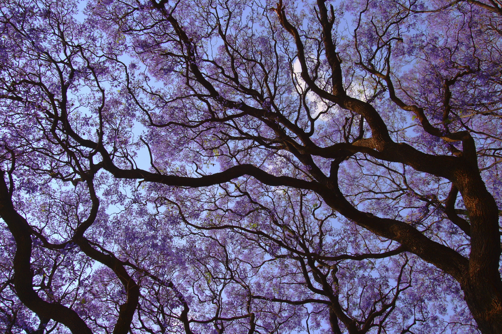 Jacaranda tree